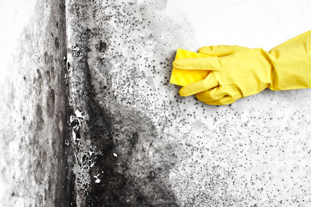 Environmental Consulting for Mold Prevention in Black Mountain, NC